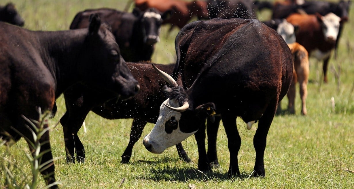 Panamá: declaran estado de emergencia zoosanitaria por brotes de gusano barrenador del ganado