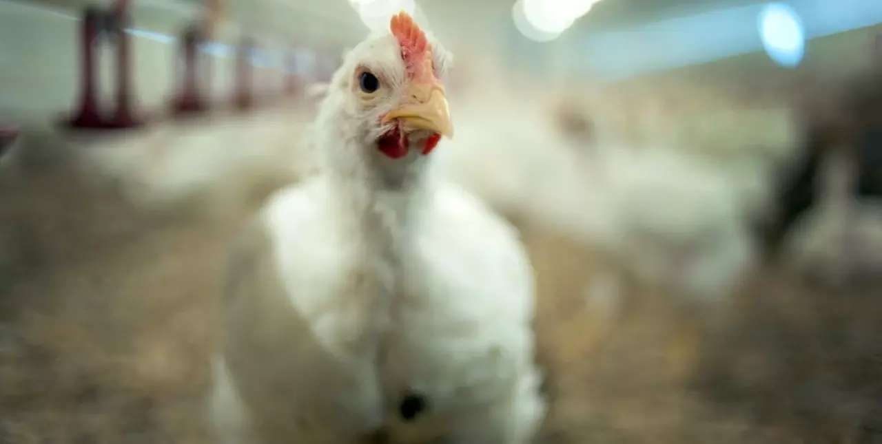 Por la gripe aviar ya se perdieron 18 empresas y la incertidumbre es absoluta para la avicultura argentina