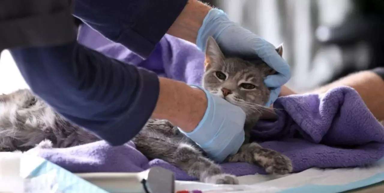 Alertan por un virus que causó la muerte masiva de gatos en Chipre