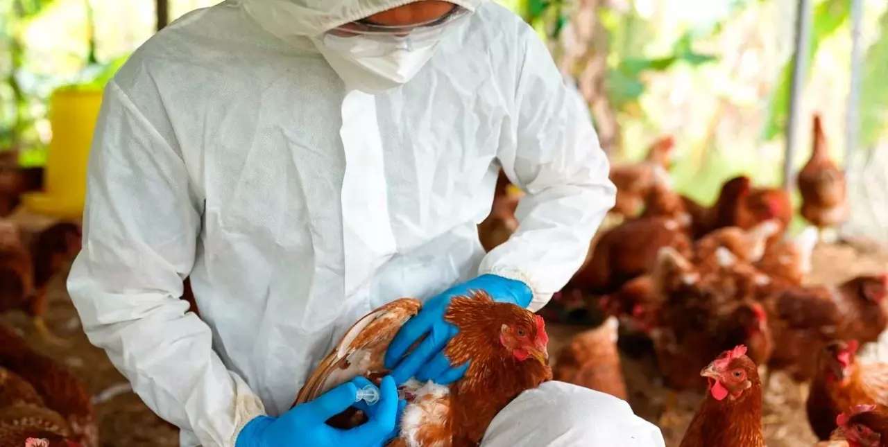 Gripe aviar: la OMS advirtió sobre la posibilidad de una propagación entre los humanos
