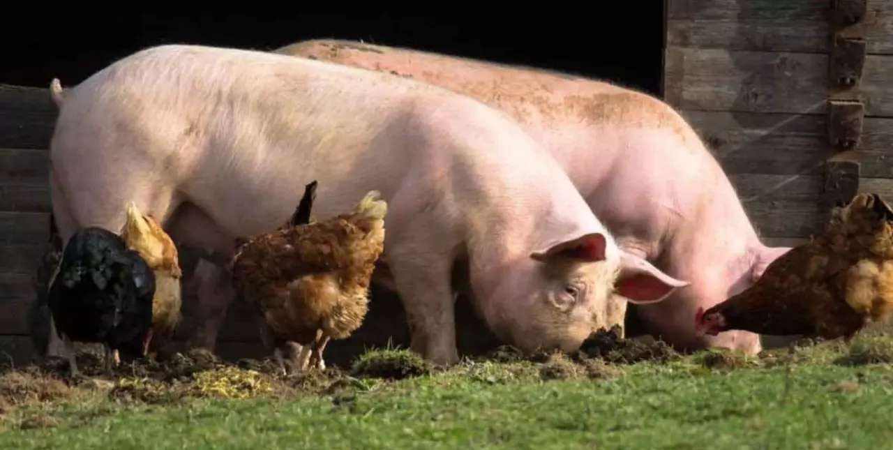 Carne de cerdo contaminada, la principal causa de triquinosis.