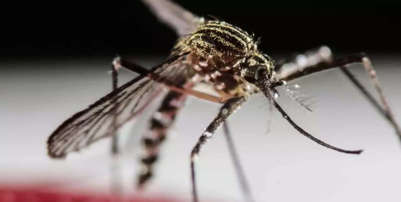 Dengue: identifican en el país mosquitos resistentes a insecticidas