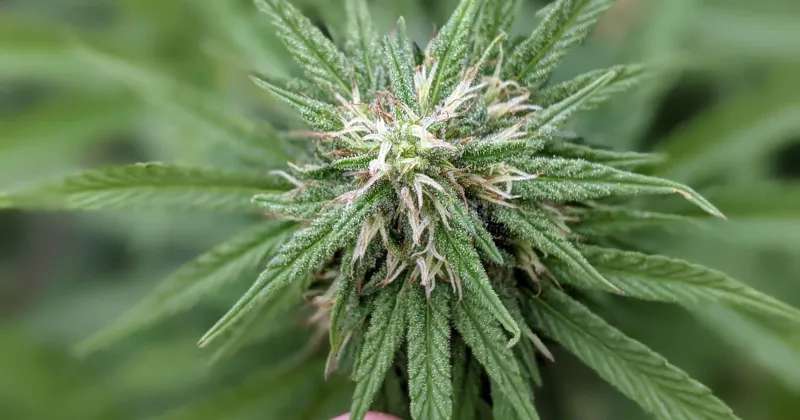 “Aromito”: se inscribió la primera semilla santafesina de cannabis medicinal