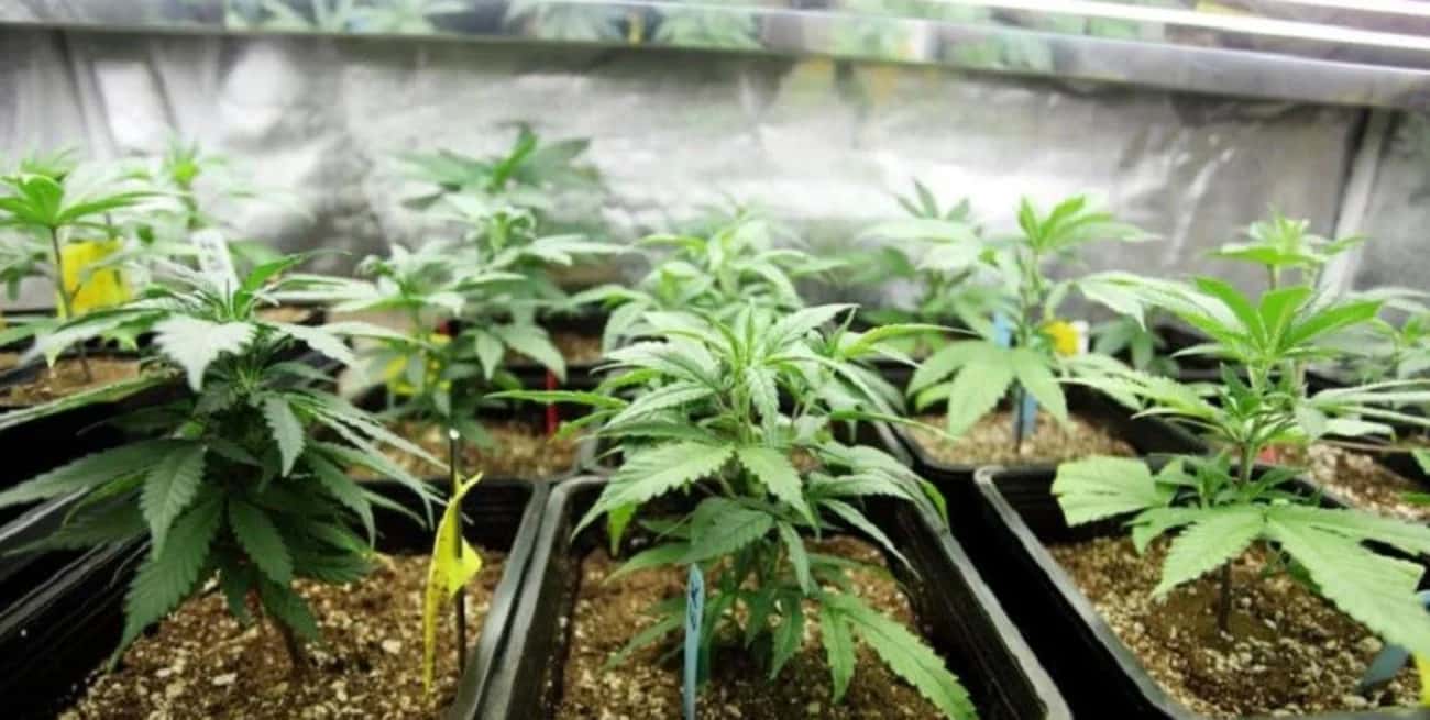 Actualmente existe un Programa Nacional para el Estudio y la Investigación del Uso Medicinal de la Planta de Cannabis y sus Derivados y Tratamientos No Convencionales.