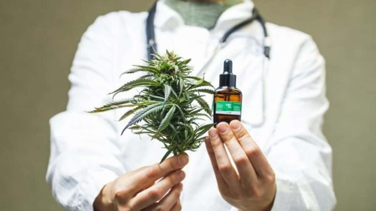 Cannabis Medicinal: una planta con mucho potencial terapéutico