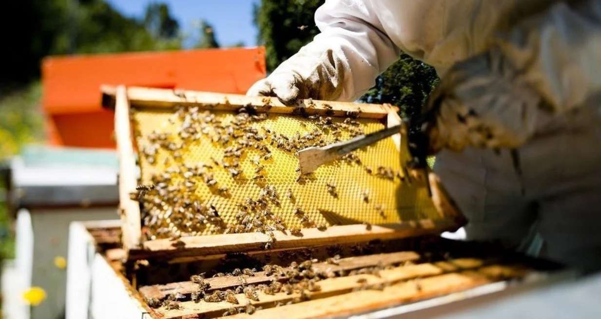 Sin “dólar agro” para la miel, los apicultores reciben precios de quebranto