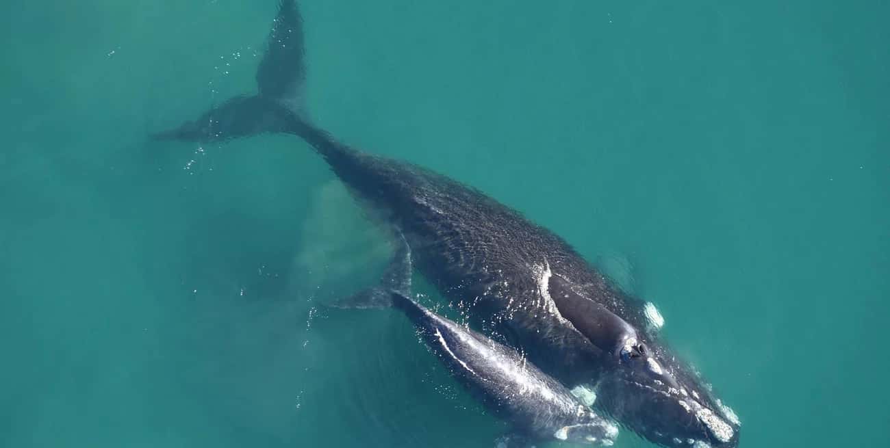 La ballena es una especie adaptada a una vida completamente acuática.