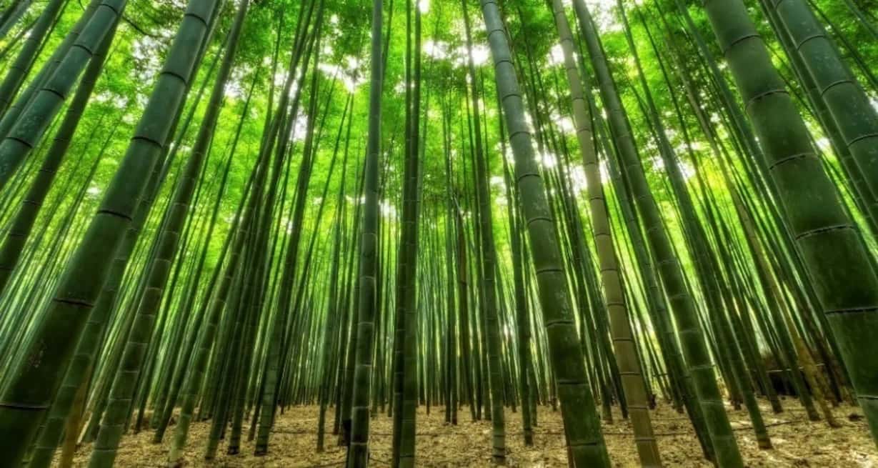 El bambú henon está a punto de florecer por primera vez en más de 100 años.
