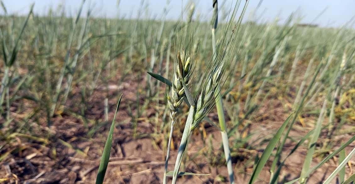 La temporada de siembra de trigo será la más baja de los últimos 8 ciclos.