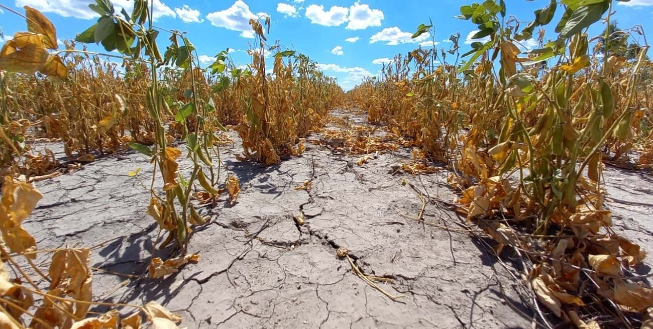 Emergencia agropecuaria: aportes no reintegrables para productores de la región afectados por la sequía