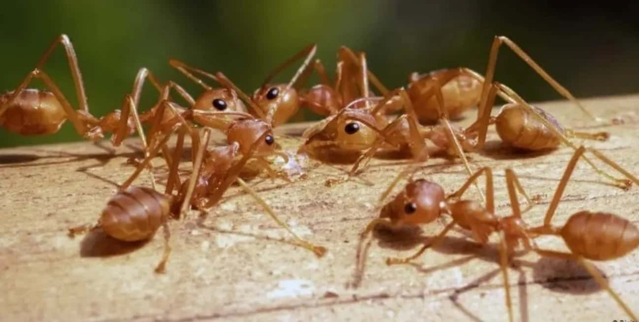 Las hormigas coloradas invasoras, originarias de Argentina, están causando estragos en ecosistemas enteros.