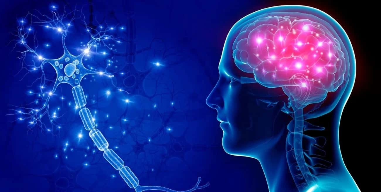 Los investigadores de de la Universidad de Lausana descubrieron que hay un nuevo tipo de célula cerebral