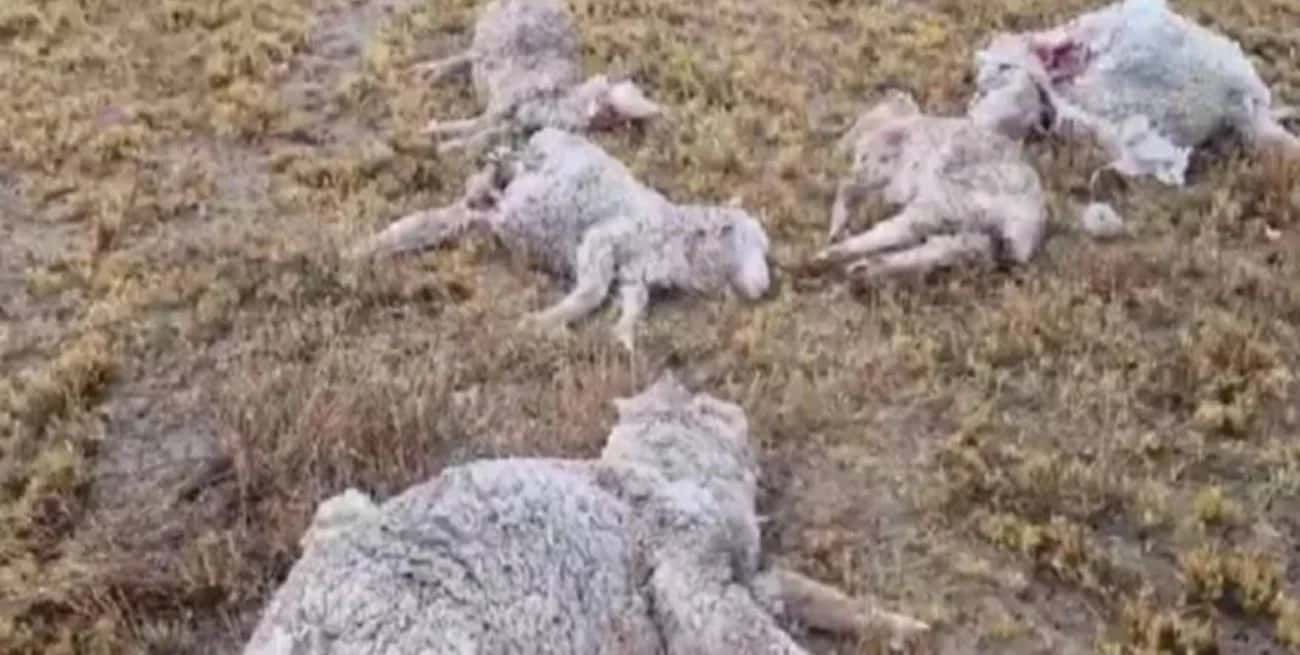 Chubut: más de 150 ovejas aparecieron muertas en un campo