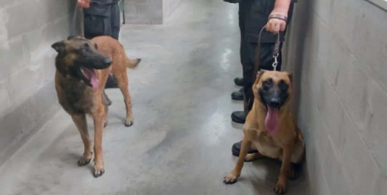 Más perros para rastrear cannabis, pólvora y celulares en las cárceles santafesinas