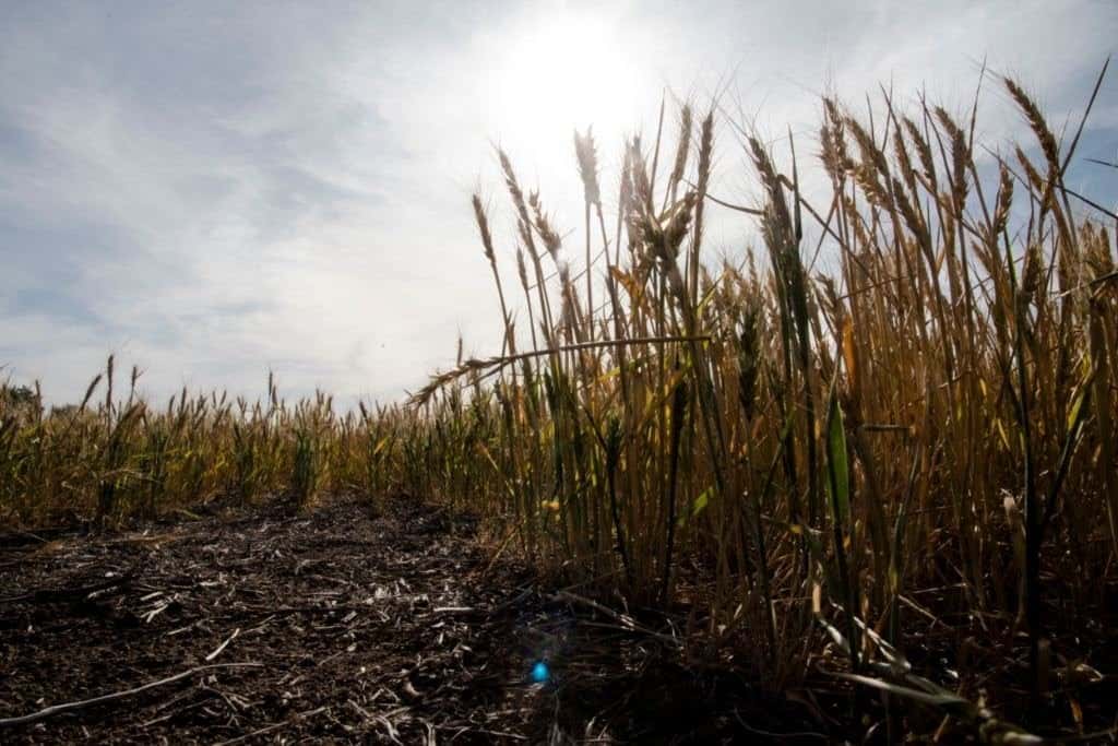 Tres años consecutivos de sequía dejaron huellas preocupantes en los campos y en la economía de la región. Foto: Archivo/Marcelo Manera.
