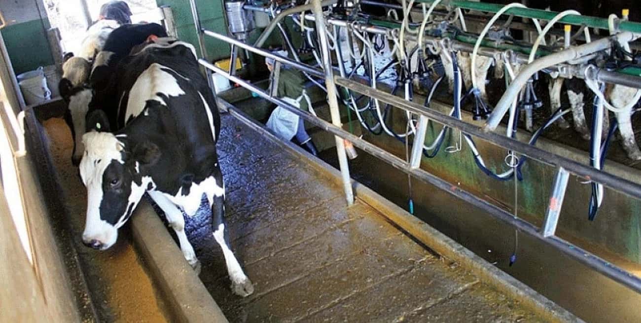 Causa común entre productores e industrias para quitar DEX a los lácteos