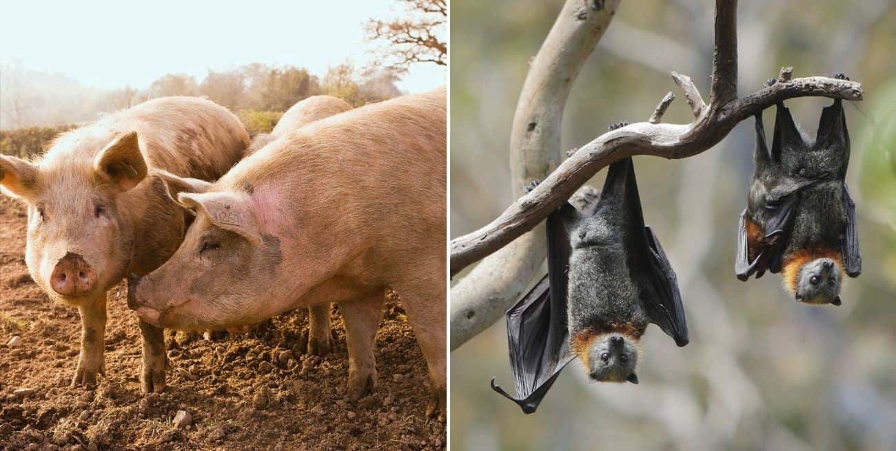 El virus de Nipah puede transmitirse a los humanos a partir de cerdos y murciélagos, pero también de persona a persona.