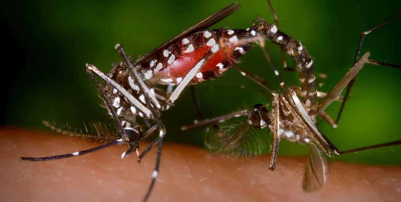 Bangladesh: una epidemia de dengue provocó más de 1.000 muertes