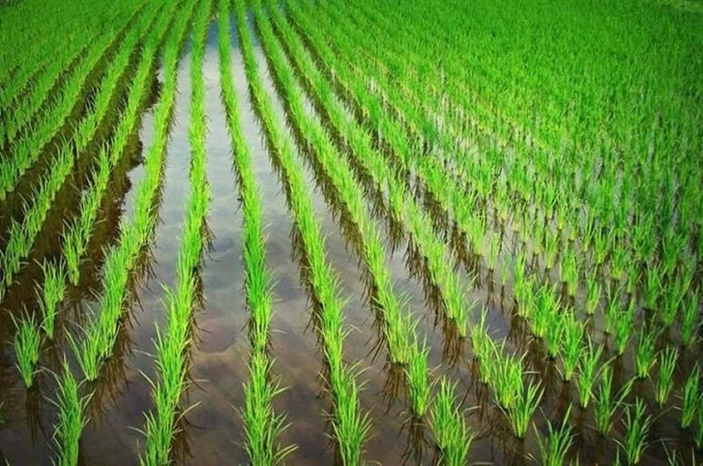 Las últimas precipitaciones fueron muy oportunas para la siembra de arroz
