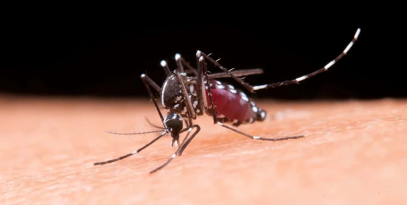La vacuna contra el dengue ya se encuentra disponible en Argentina