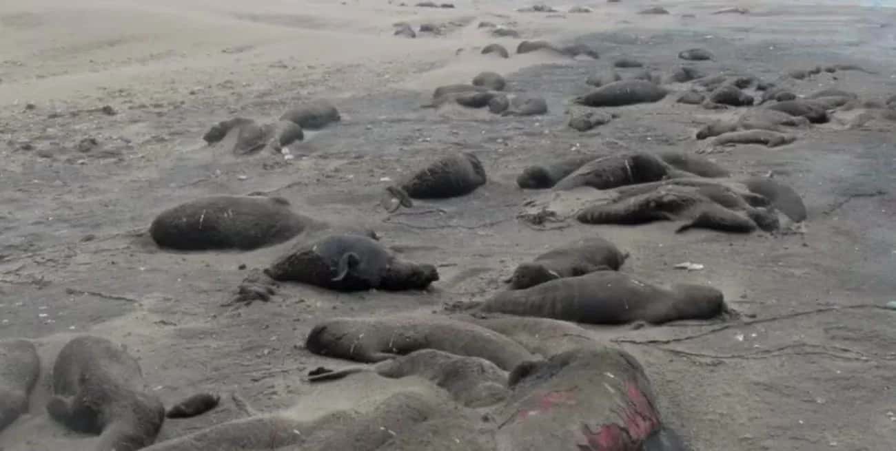 Decenas de crías de elefantes marinos aparecieron muertos en las costas de Punta Delgada.