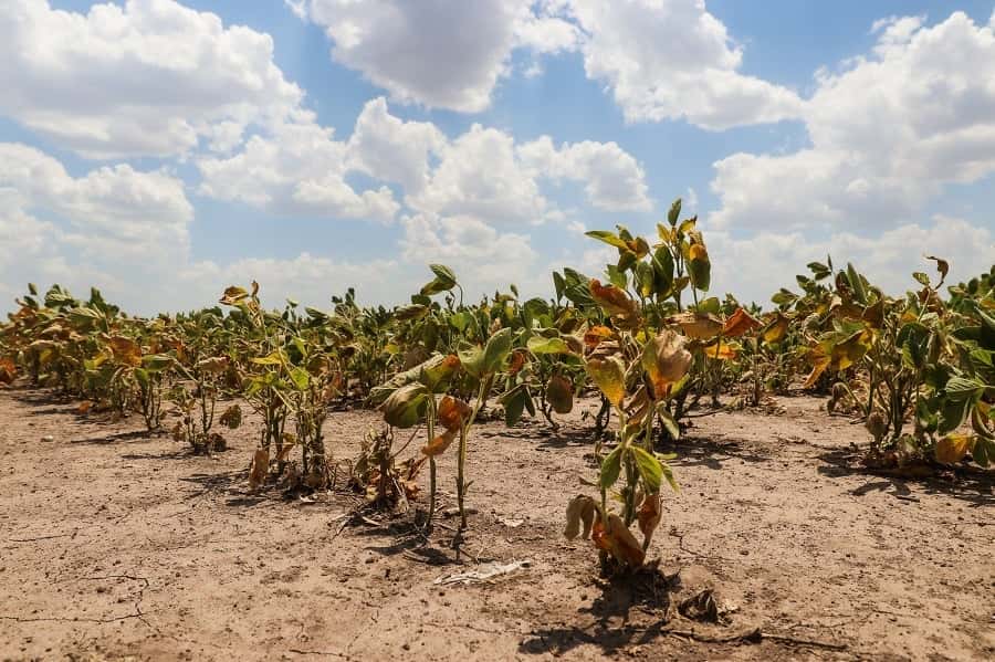 Sequía: abren la reinscripción para productores con certificado de Emergencia Agropecuaria