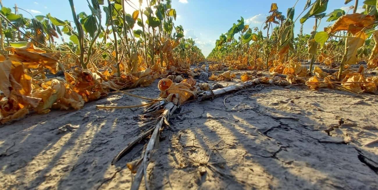 Investigadores estudian el impacto de la sequía en 13 provincias argentinas