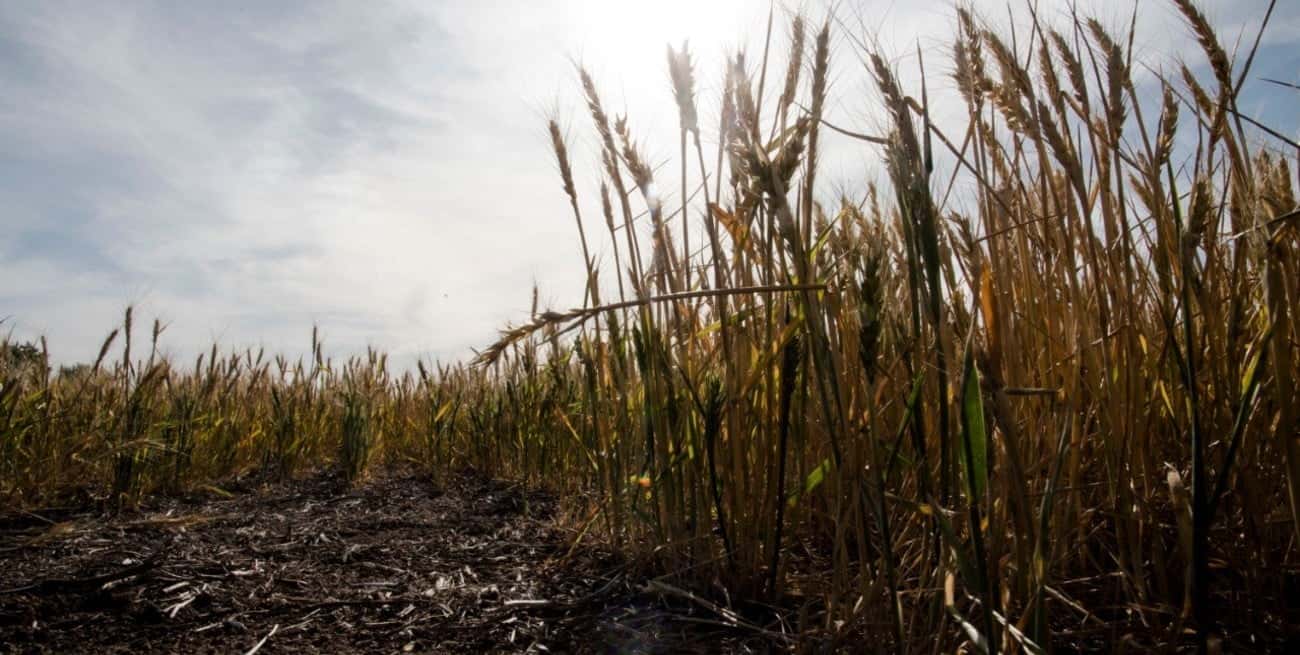 El trigo y los otros cultivos precisan la llegada del agua de manera urgente. Crédito: Archivo/Marcelo Manera.