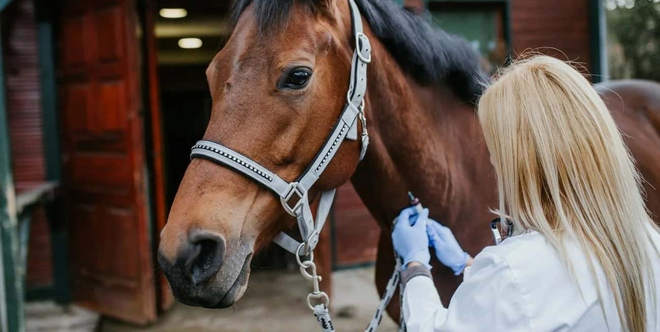 Alerta sanitaria por un virus que afecta a caballos y puede transmitirse a los humanos