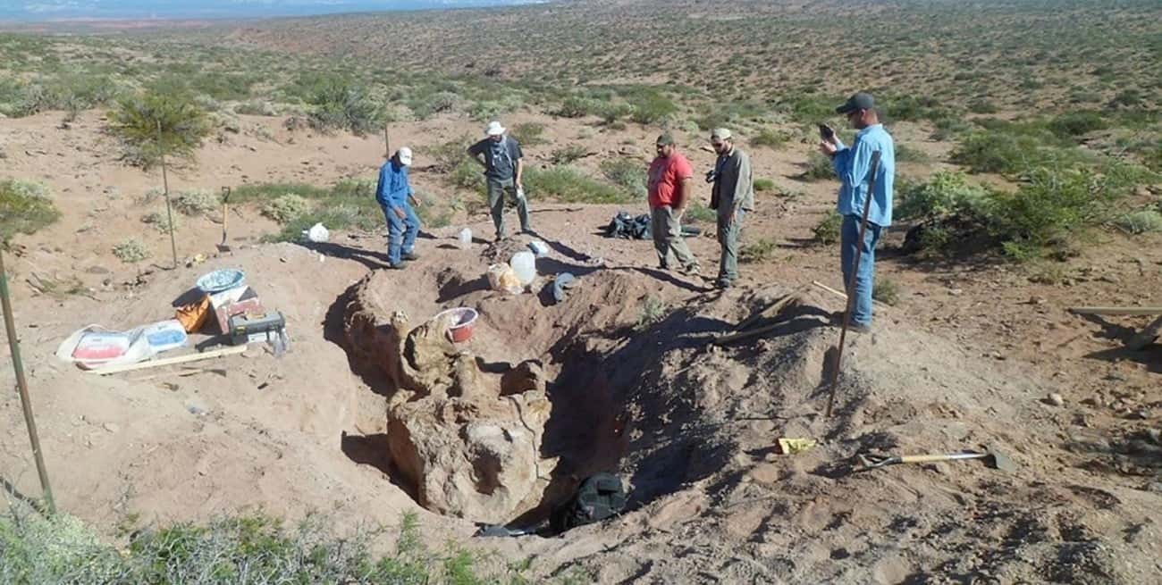 Descubrieron una nueva especie de dinosaurio que vivió hace 86 millones de años en Argentina