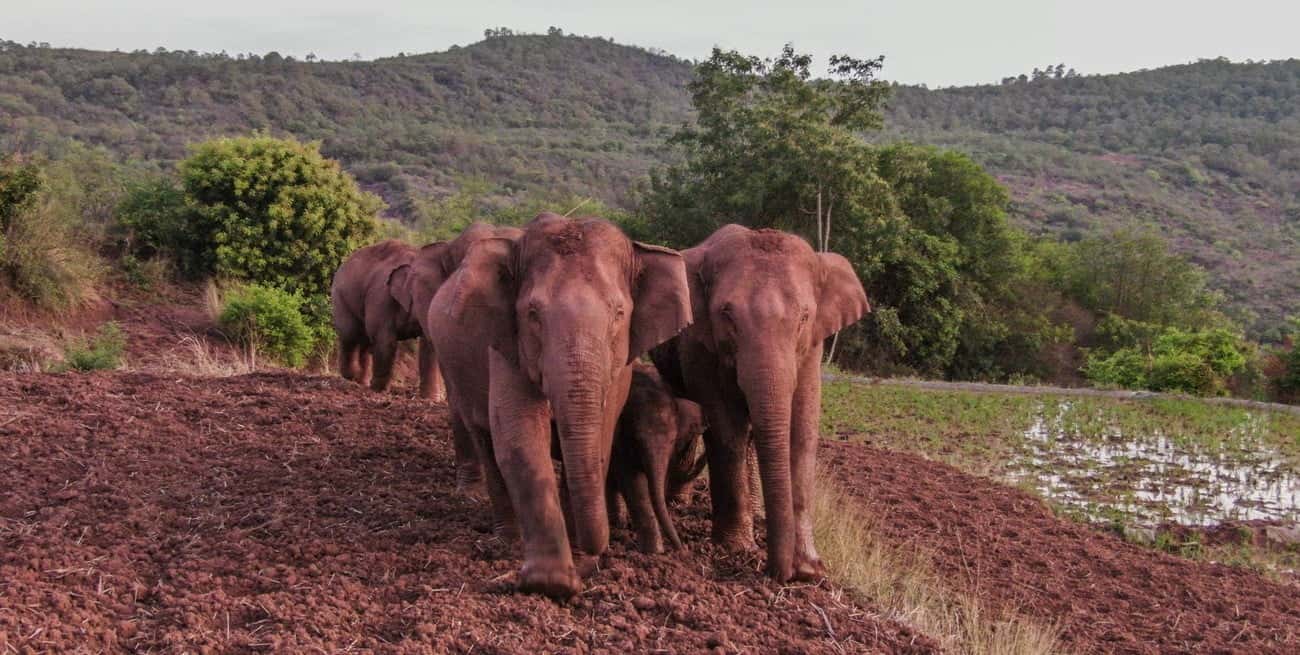Un nuevo estudio afirma que los elefantes "se ponen nombres"