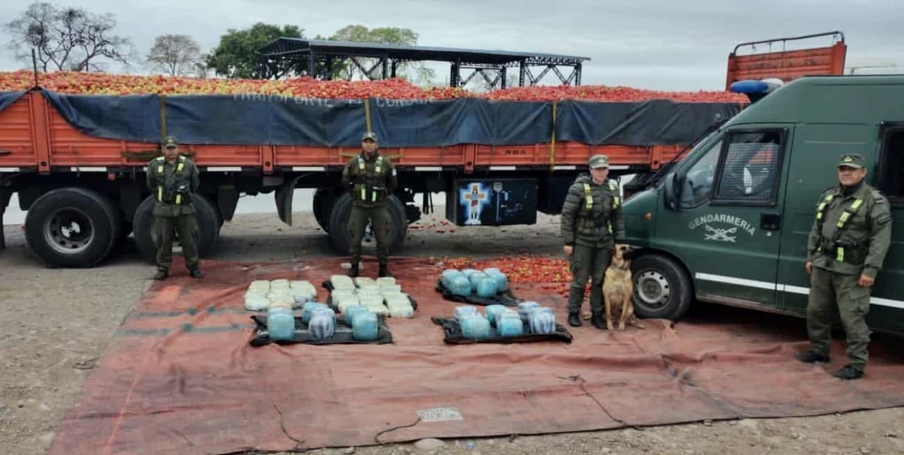 Jujuy: una perra antinarcóticos detectó 92 kilos de marihuana en una carga de tomates