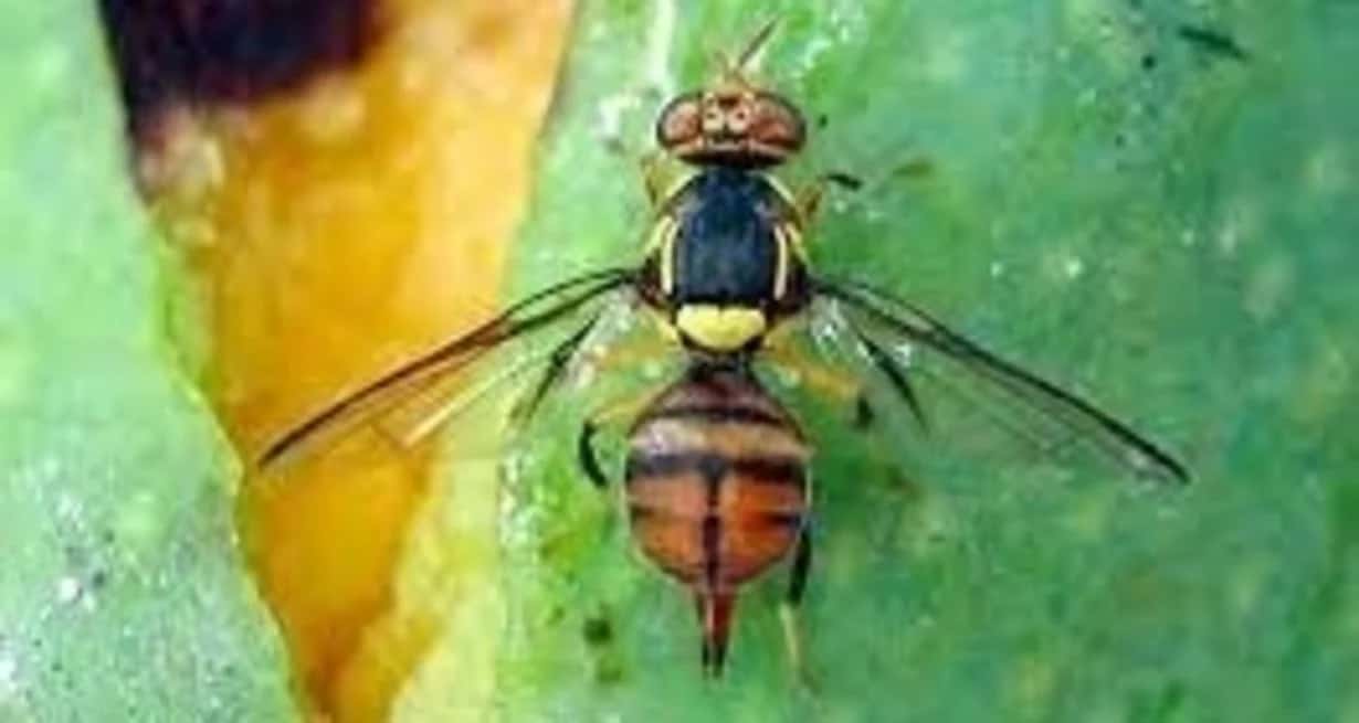 Bactrocera carambolae, "mosca de la carambola".
