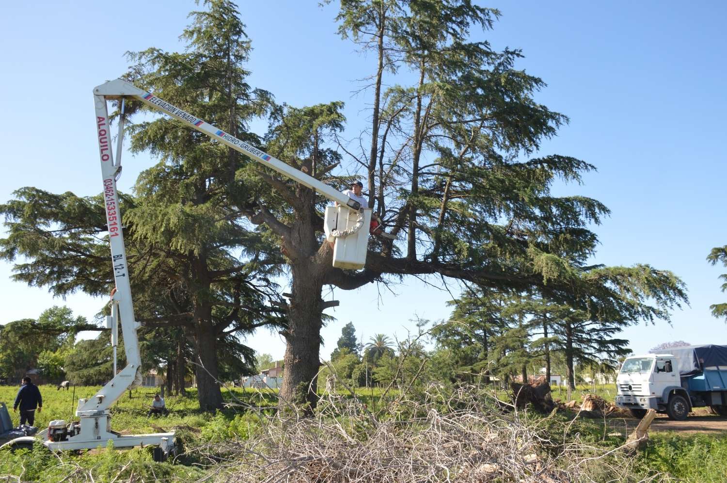 El gobierno venadense refuerza la intervención sobre árboles caídos