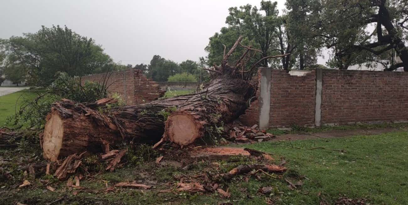 Varios árboles cayeron en la cabecera del departamento por el temporal.