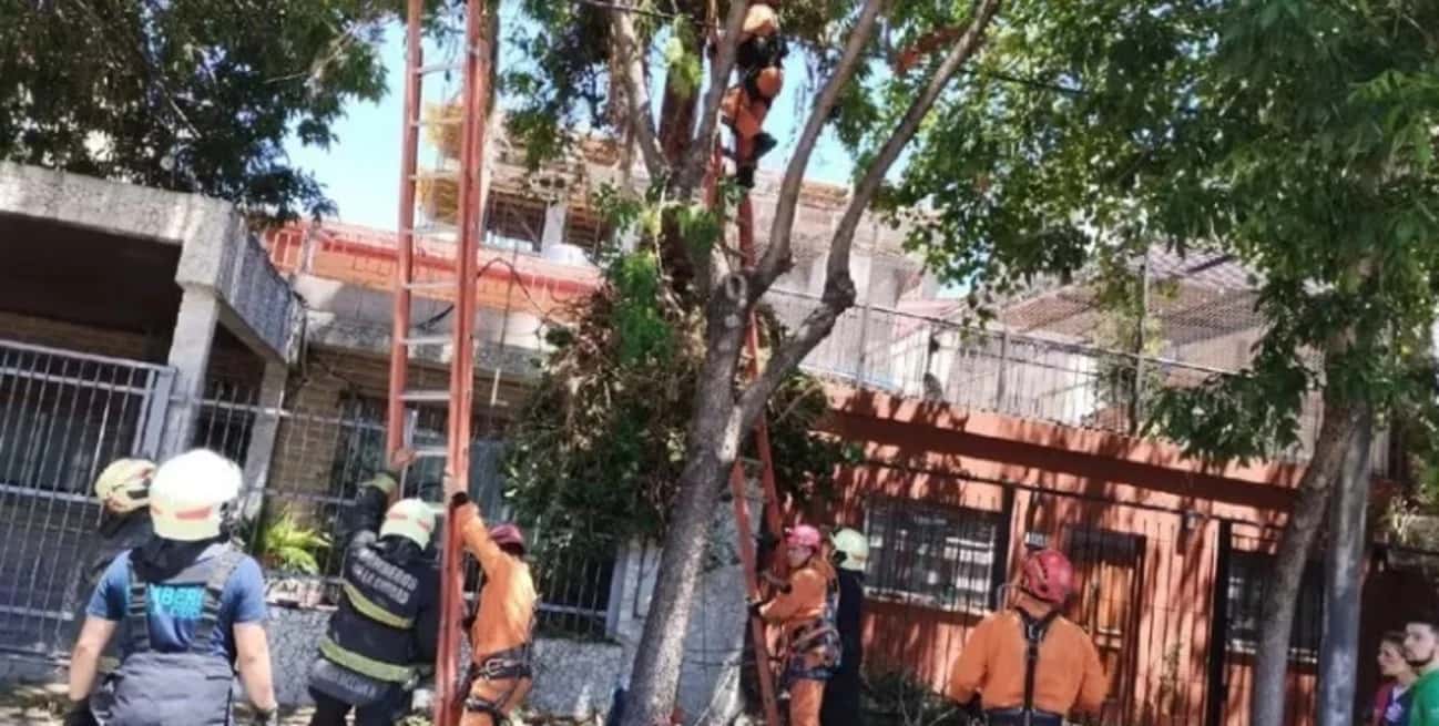 El hombre quedó pendiendo de un árbol a gran altura y falleció por las lesiones.