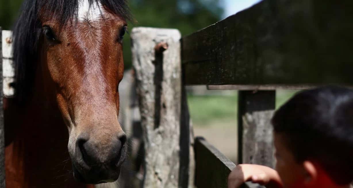 Las autoridades explicaron que, en general, no se vacuna a los caballos, excepto a los deportivos, porque se les exige para competir. Foto: Reuters.