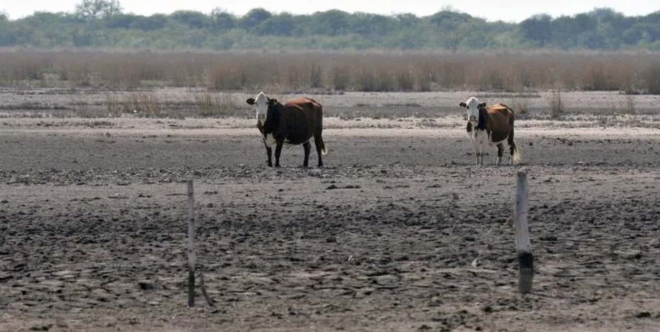 Tres años de sequía, el último de ellos -el que culmina hoy- durísimo, afectaron a todas las producciones y a todo el territorio santafesino.