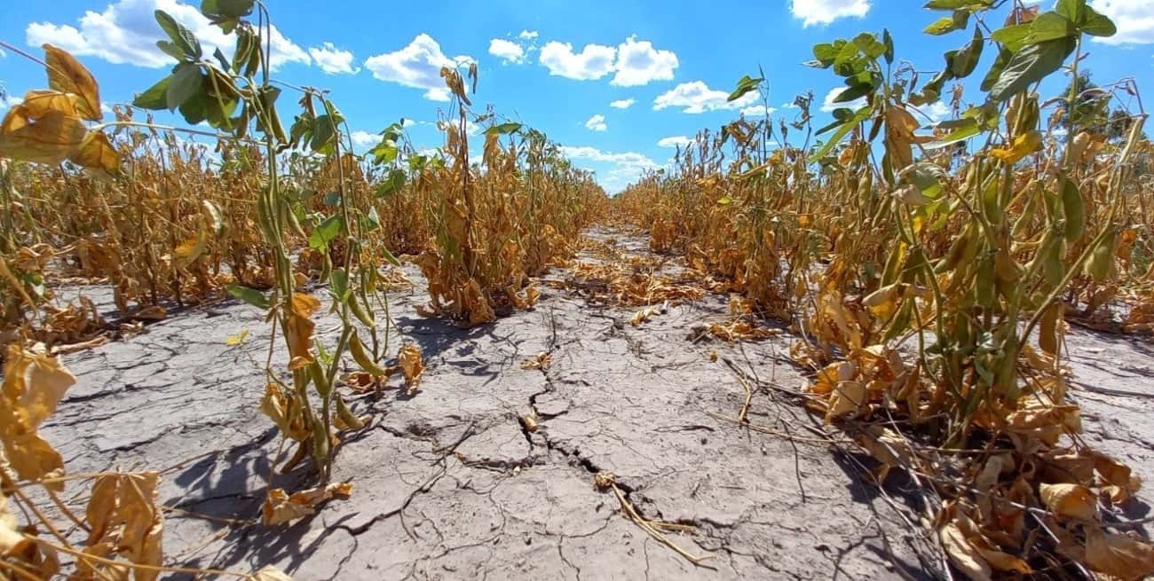 La histórica sequía provocó grandes inconvenientes en toda la cadena de producción y comercialización del agro, lo que redundó en problemas para la macroeconomía y las economías regionales.