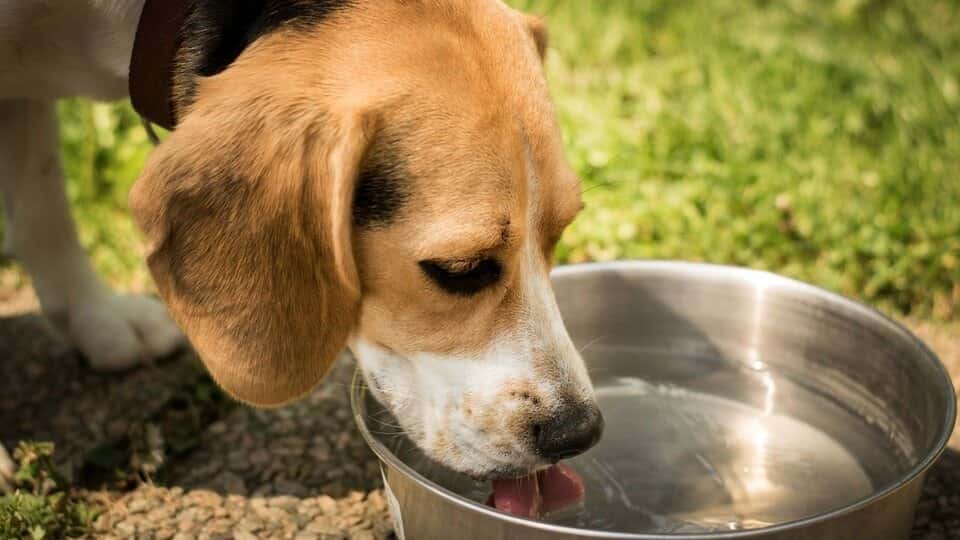 Proveer a la mascota de agua fresca y limpia es una medida para contrarrestar los golpes de calor.