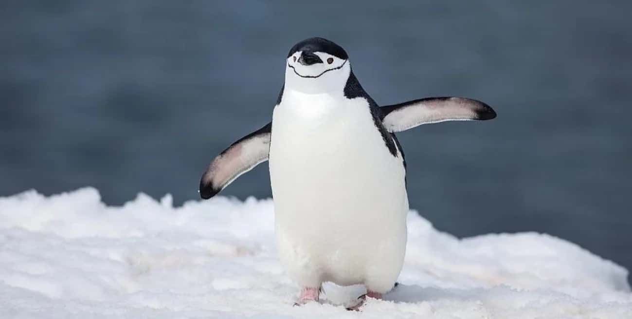 Descubren que los pingüinos "barbijo" duermen más de 10.000 siestas al día