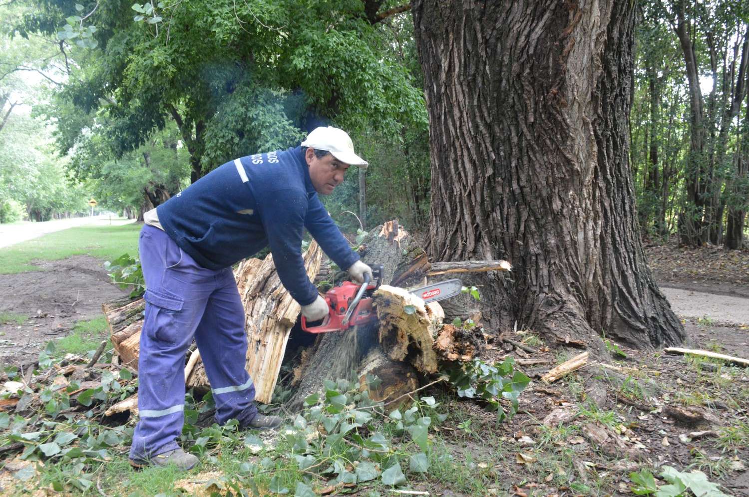 Cuadrillas municipales realizan poda en árboles afectados por la tormenta