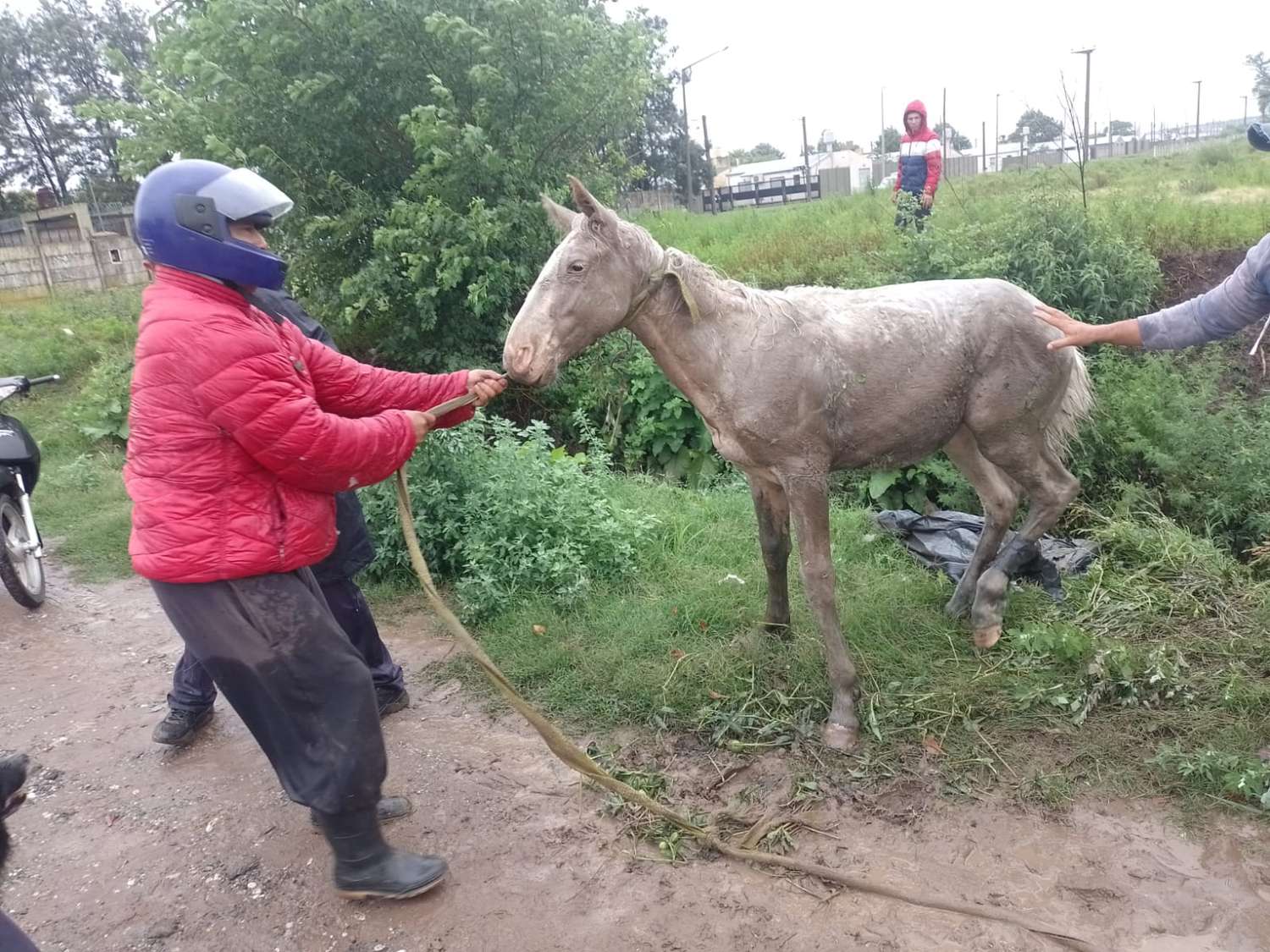 Bomberos rescataron a un caballo que cayó en una cuneta con agua