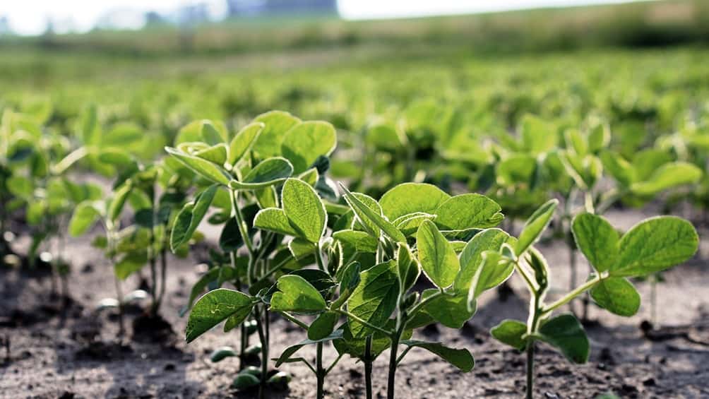 Comenzó la siembra de soja tardía con proyección de 600.000 hectáreas