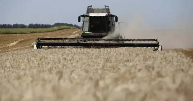 Finalmente, la región producirá más del doble de trigo que hace un año (1,3 Mt).
