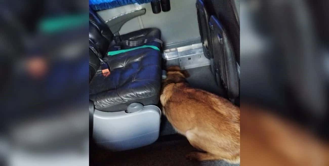 Un can antinarcóticos detectó dos kilos de cocaína debajo del asiento de un ómnibus