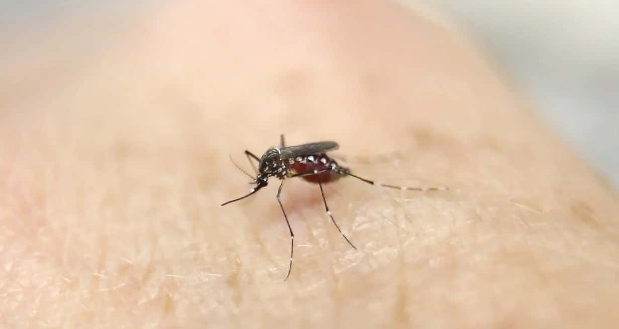 En Rosario y Santa Fe se presenta desde el mes de diciembre circulación viral de chikungunya, trasmitida -al igual que el dengue- por el mosquito Aedes.