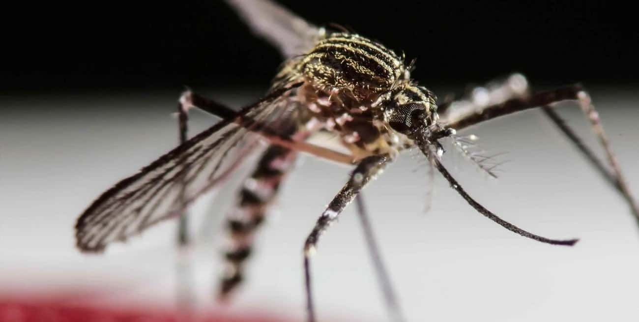 14 de las 24 provincias argentinas “presentan circulación viral notificada en su territorio” de dengue.
