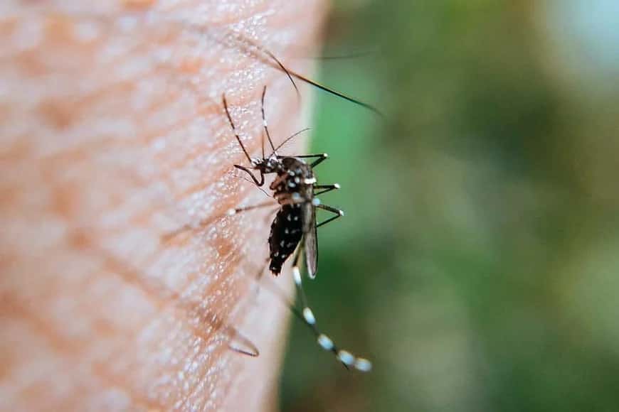 Rufino confirma el primer caso de Dengue autóctono