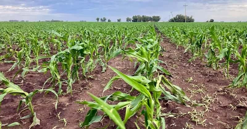 Se estabiliza la humedad para los cultivos de maíz